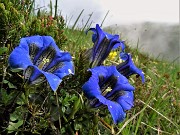 04 Gentiana clusii (Genziana di Clusius) 